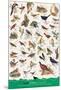 Birds of Fields and Gardens-null-Mounted Art Print