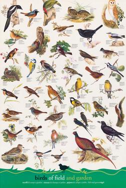 Affordable Bird Chart Posters for sale at AllPosters.com
