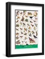 Birds of Fields and Gardens-null-Framed Art Print