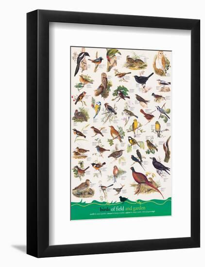 Birds of Fields and Gardens-null-Framed Art Print