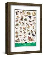 Birds of Fields and Gardens-null-Framed Art Print