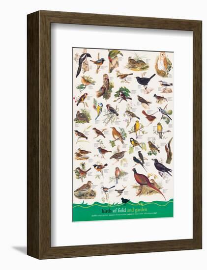 Birds of Fields and Gardens-null-Framed Art Print