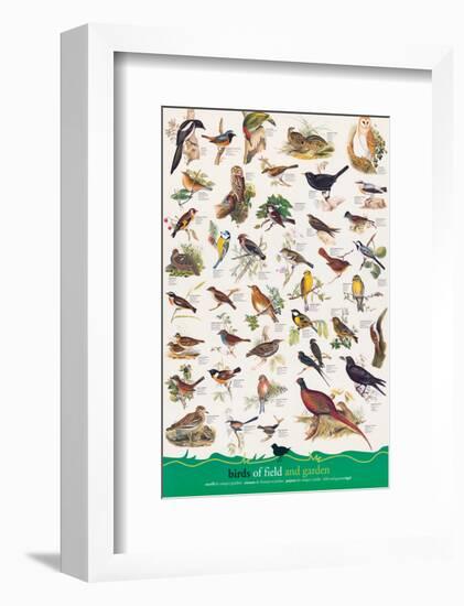 Birds of Fields and Gardens-null-Framed Art Print