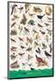 Birds of Fields and Gardens-null-Mounted Art Print