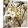 Birds of Paradise 2-Kimberly Allen-Mounted Art Print