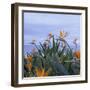 Birds of Paradise II-Rita Crane-Framed Photographic Print