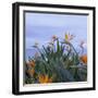 Birds of Paradise II-Rita Crane-Framed Photographic Print