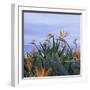 Birds of Paradise II-Rita Crane-Framed Photographic Print