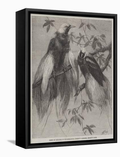 Birds of Paradise in the Zoological Society's Gardens, Regent's Park-Friedrich Wilhelm Keyl-Framed Stretched Canvas