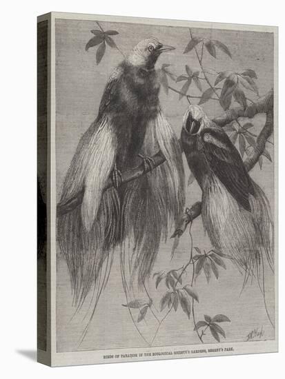 Birds of Paradise in the Zoological Society's Gardens, Regent's Park-Friedrich Wilhelm Keyl-Stretched Canvas