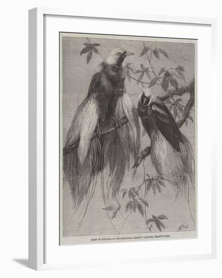 Birds of Paradise in the Zoological Society's Gardens, Regent's Park-Friedrich Wilhelm Keyl-Framed Giclee Print