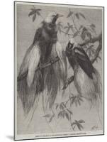 Birds of Paradise in the Zoological Society's Gardens, Regent's Park-Friedrich Wilhelm Keyl-Mounted Giclee Print