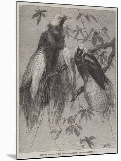 Birds of Paradise in the Zoological Society's Gardens, Regent's Park-Friedrich Wilhelm Keyl-Mounted Giclee Print