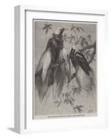 Birds of Paradise in the Zoological Society's Gardens, Regent's Park-Friedrich Wilhelm Keyl-Framed Giclee Print