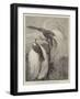 Birds of Paradise in the Zoological Society's Gardens-null-Framed Giclee Print