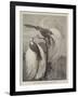 Birds of Paradise in the Zoological Society's Gardens-null-Framed Giclee Print