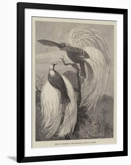 Birds of Paradise in the Zoological Society's Gardens-null-Framed Giclee Print
