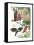 Birds of Paradise-English School-Framed Stretched Canvas