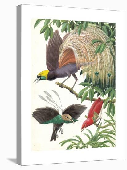 Birds of Paradise-English School-Stretched Canvas