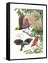Birds of Paradise-English School-Framed Stretched Canvas