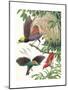 Birds of Paradise-English School-Mounted Giclee Print