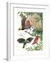 Birds of Paradise-English School-Framed Giclee Print