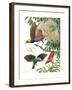 Birds of Paradise-English School-Framed Giclee Print