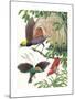 Birds of Paradise-English School-Mounted Giclee Print