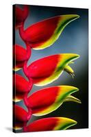 Birds of Paradise-Ursula Abresch-Stretched Canvas