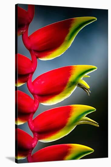 Birds of Paradise-Ursula Abresch-Stretched Canvas