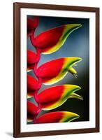 Birds of Paradise-Ursula Abresch-Framed Photographic Print