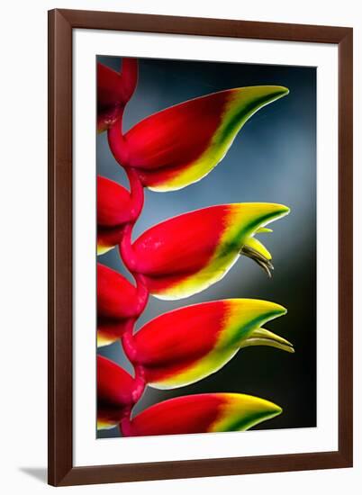 Birds of Paradise-Ursula Abresch-Framed Photographic Print