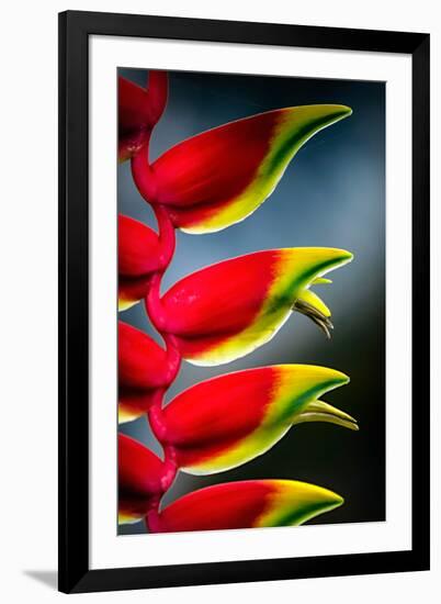 Birds of Paradise-Ursula Abresch-Framed Photographic Print