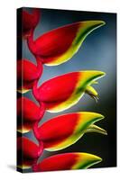 Birds of Paradise-Ursula Abresch-Stretched Canvas