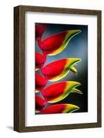 Birds of Paradise-Ursula Abresch-Framed Photographic Print