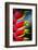 Birds of Paradise-Ursula Abresch-Framed Photographic Print