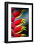 Birds of Paradise-Ursula Abresch-Framed Photographic Print