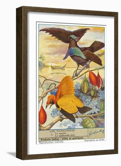 Birds of Paradise-null-Framed Art Print