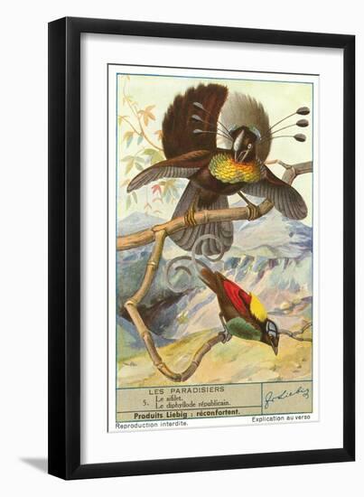 Birds of Paradise-null-Framed Art Print