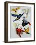 Birds of Paradise-Sydney Edmunds-Framed Giclee Print