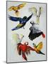 Birds of Paradise-Sydney Edmunds-Mounted Giclee Print