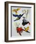 Birds of Paradise-Sydney Edmunds-Framed Premium Giclee Print