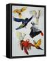 Birds of Paradise-Sydney Edmunds-Framed Stretched Canvas