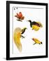 Birds of Paradise-null-Framed Giclee Print