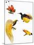 Birds of Paradise-null-Mounted Giclee Print