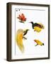 Birds of Paradise-null-Framed Giclee Print