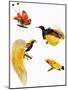 Birds of Paradise-null-Mounted Giclee Print