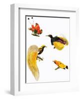 Birds of Paradise-null-Framed Giclee Print