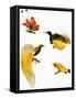 Birds of Paradise-null-Framed Stretched Canvas