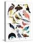 Birds of Paradise-Hanna Melin-Stretched Canvas